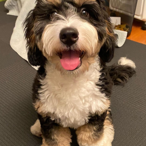 full grown mini bernedoodle adult dog